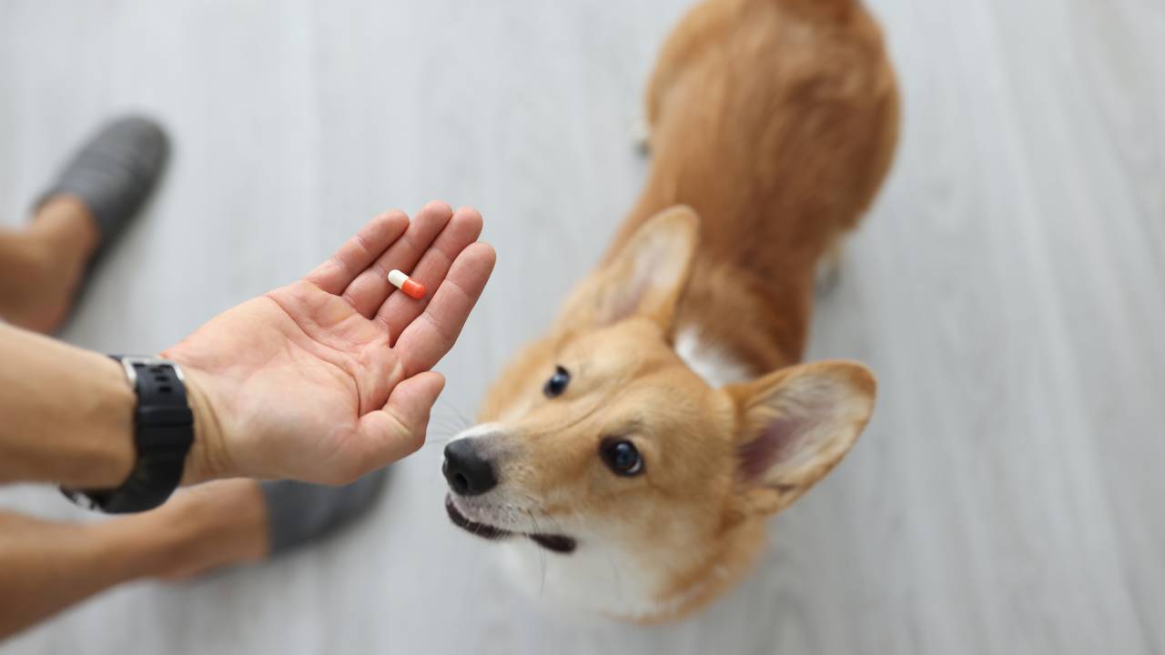 pet-medicine-summary