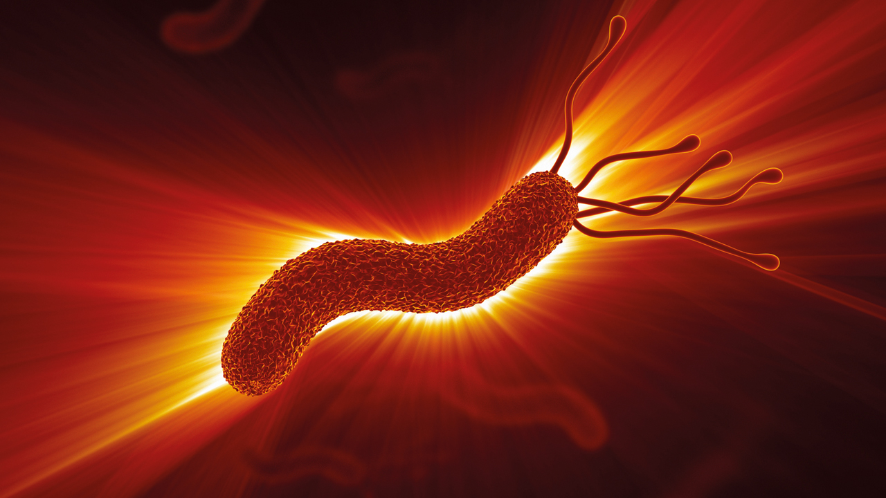 h pylori.jpg