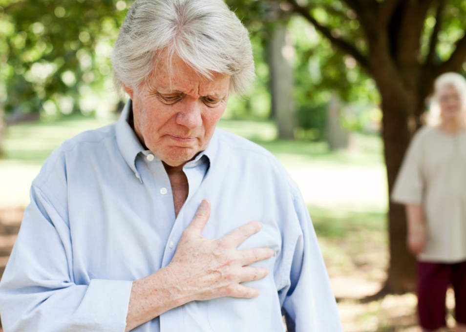 Cardiovascular cropped.png