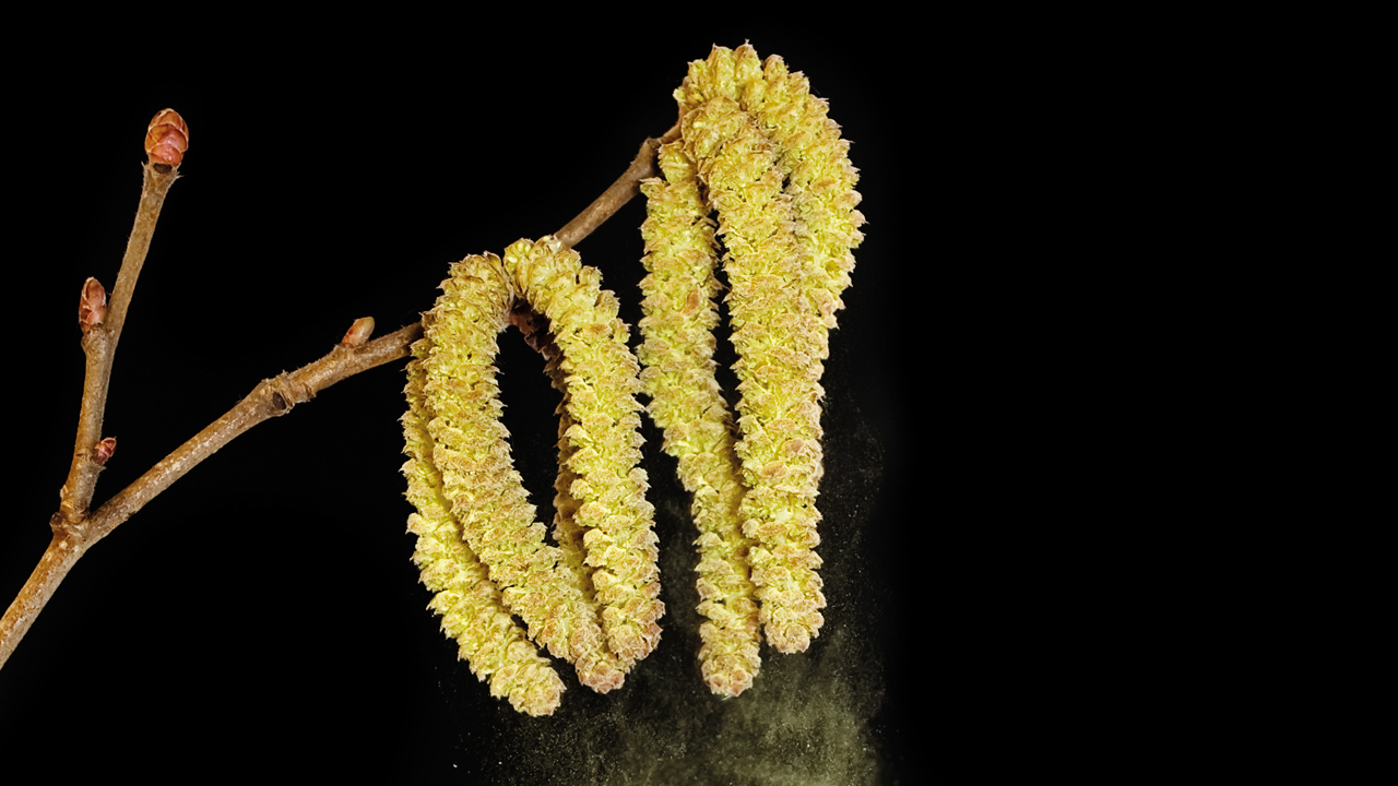 birch