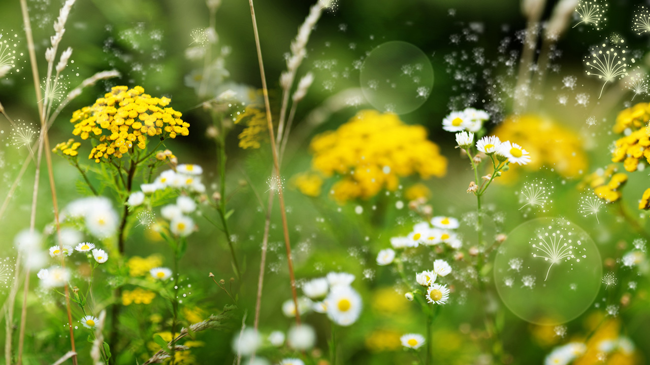 hayfever-main