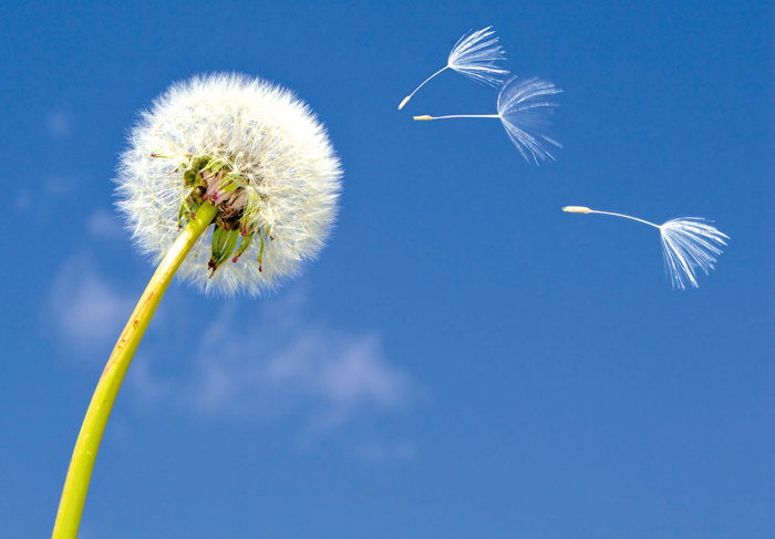 hayfever_dandelion_g.jpg