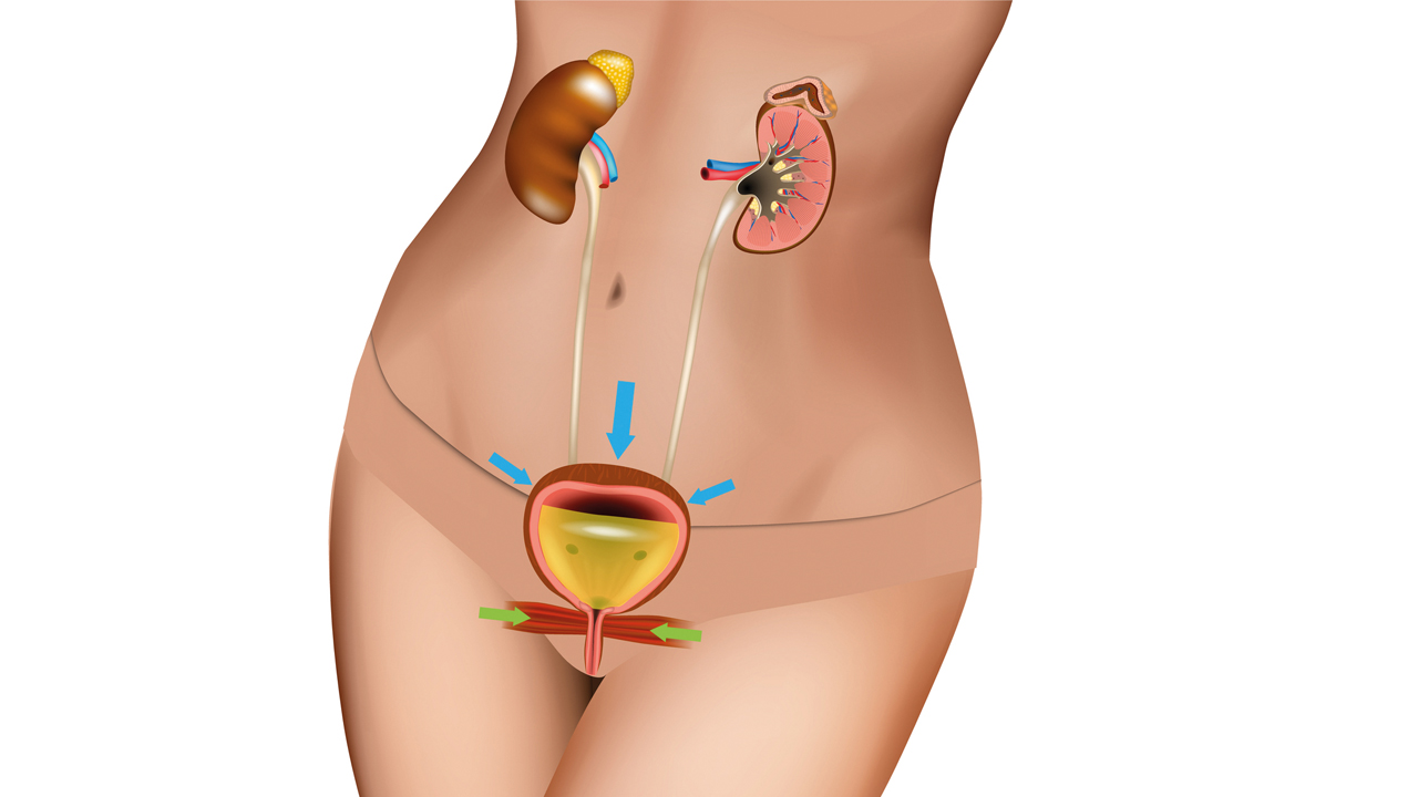 bladder weakness anatomy.jpg